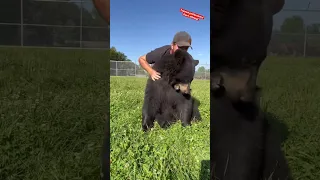 Don’t tickle fight a bear! #shorts #animals #dangerousanimals