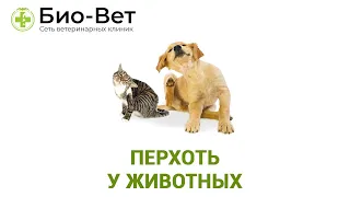 Перхоть у животных. Ветеринарная клиника Био-Вет.