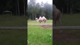 Танцующий Верблюд