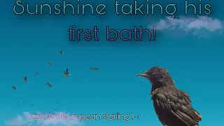 My starling Sunshine Taking His first Bath!