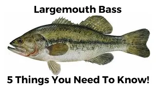 5 Things You Need To Know About Largemouth Bass