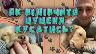 Цуценя кусає руки. Як відівчити цуценя кусатись? Що робити, якщо цуценя кусається?