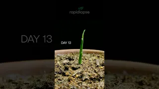 Growing GINGER Bought From Store #timelapse