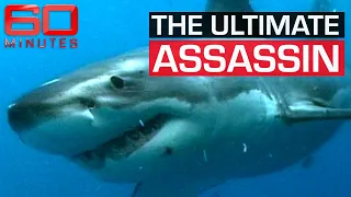 A great white shark's cunning tactic to attack its prey | 60 Minutes Australia