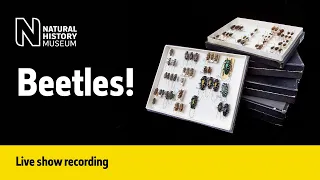 Beetles! | Live Talk with NHM Scientist