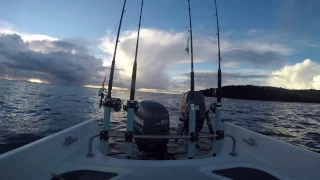 orcas chase seal which tries to board a boat.   shetland isles.