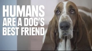 Humans Are A Dog's Best Friend