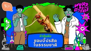 ห้าอันดับ ซอมบี้ในธรรมชาติ | Weirdทยาศาสตร์ EP06