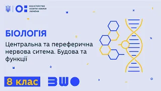 8 клас. Біологія. Центральна та переферична нервова ситема. Будова та функції