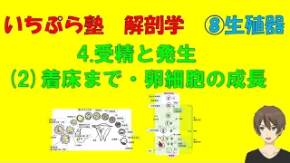 【いちぷら塾】解剖学　8生殖器　4受精と発生（着床まで・卵細胞の成長） #あん摩マッサージ指圧師、鍼灸師