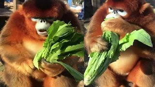 Cute golden snub-nosed monkey eating food-EP.06 [ Shorts Video New ]