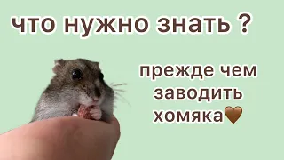 Что нужно знать прежде чем заводить хомяка?🤎🤎🤎￼