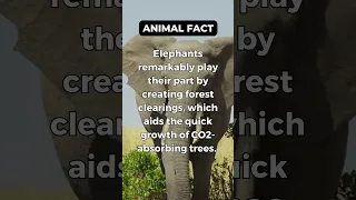 How elephants help fight against climate change #elephants #elephant #shorts #facts #animals #animal