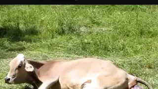 TWIN BABY COW WAS BORN