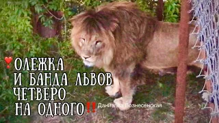 ЧЕТВЕРО на ОДНОГО!!! АЛИ(Олежка) и банда львов...Safari park Taigan