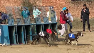 Vlog#5  Greyhound dog box racing [malerkotla]