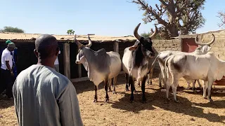 DOKHONTOU BERGERIE GALLE KOSSETTE