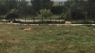 Юный львино-тигриный прайд! Тайган. Young lion-tiger pride in Taigan in Crimea!