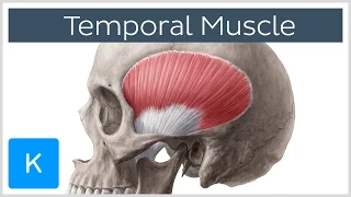 Temporal Muscle Anatomy Overview - Human Anatomy | Kenhub