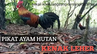 PIKAT AYAM HUTAN |  Kenak Lehernya