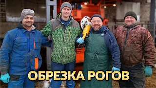 Услуга по обрезке рогов у КРС | В станке для фиксации животных