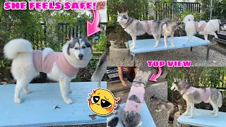 HOW TO: Anxiety Wrap For Dogs | READY FOR NEW YEAR’S EVE! | Husky Pack TV