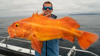 GIANT Deep Sea GOLDFISH! Catch Clean Cook (Yellow eye Rockfish)