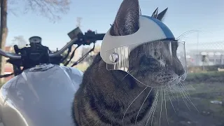 Кот байкер. Biker cat. Кот на мотоцикле. Cats on a motorcycle