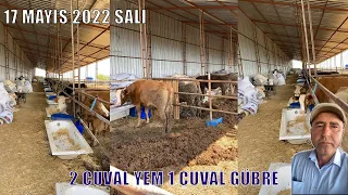 Baskül 60 TL İlk Kurbanlık Hayırlı Olsun 🐄 | Büyükbaş Piyasası Tam Oturmadı... Antalya / Korkuteli