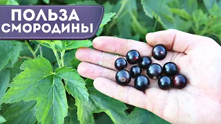 Какая польза смородины для организма человека? Несколько ягод в день продлят жизнь на десятилетие!