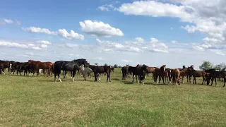 Живая природа дикие лошади