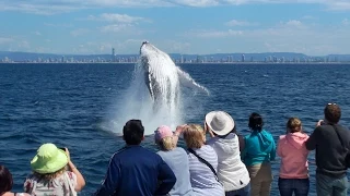 Gold Coast Whale Watching with Whale Watch Australia