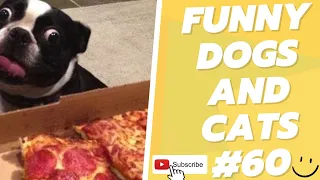 Funny Animal Videos 2022  Best Dogs And Cats Videos 😺😍 # 60