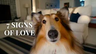 7 Subtle Signs Your Dog Loves You the Most