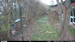 Great tit 2024 03 18 16 18 56 VD 00026