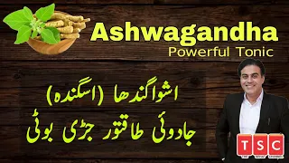 Ashwagandha (Asgandh Nagori) ke Fayde | Taqat Se Bharpoor | Benefits Of Asgand Urdu|HIndi