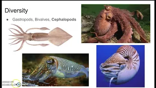 Mollusks animal video lesson