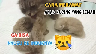 Cara Merawat Anak Kucing Yang Lemas, Ga Bisa Nyusu ke Induknya