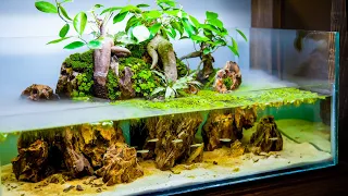 Nano Ginseng Bonsai Tree Island Paludarium