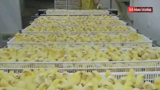 How This Machine Removes Chicken From Eggs In Seconds, Tech Science Inventions  Manufacturing .