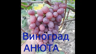 Виноград Анюта