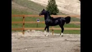 DA Sir Dierich ~Black Arabian Stallion at Liberty