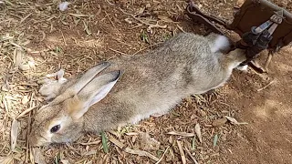 اسهل طريقة  لصيد  الأرنب دون إدايته The easiest way to catch a rabbit