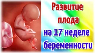 Развитие плода на 17 неделе беременности/Календарь беременности!