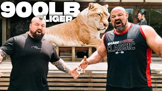 900LB LIGER VS. WORLD'S STRONGEST MEN *VERY SCARY* | EDDIE HALL