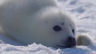 Белёк настоящий акробат!