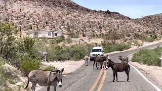 Historic Route 66 just outside of Oatman Arizona with wild donkeys on the road.