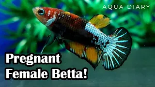 How To find Betta fish Ready for Breeding?