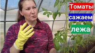 Переросли томаты - сажайте их лежа. Как посадить переросшую рассаду томатов