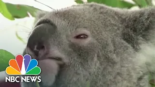 Australia Lists Koalas As Endangered Species